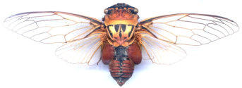 Set male dorsal